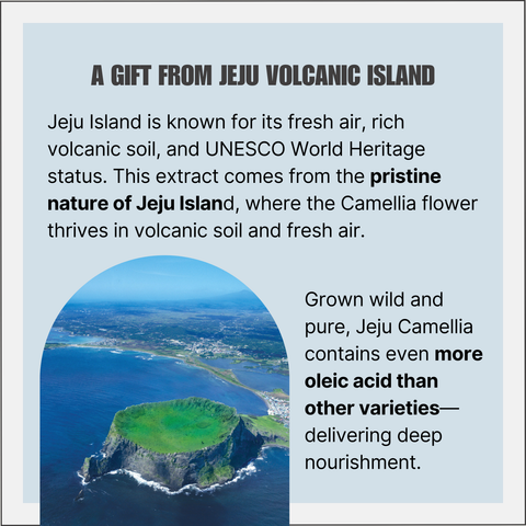 Jeju Camellia Oil