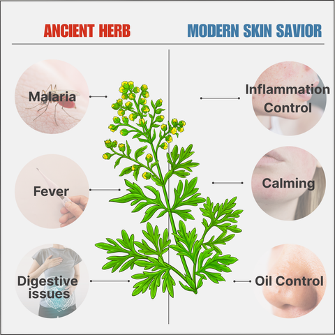 Sweet Wormwood