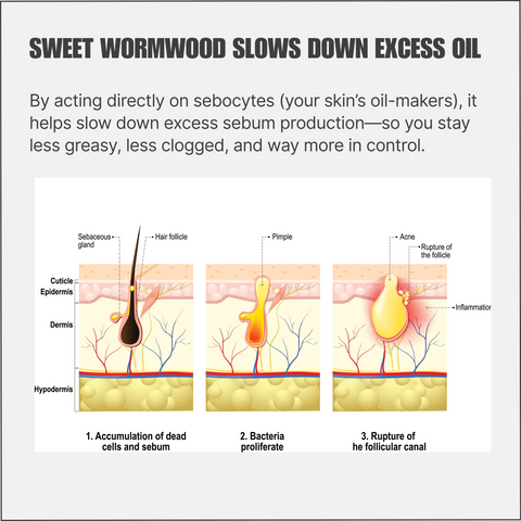 Sweet Wormwood